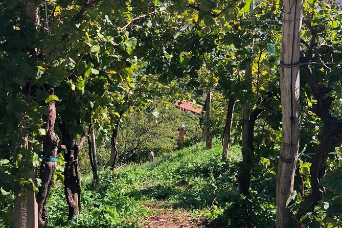 A Sparkling Day in the Prosecco Hills from Venice - Conegliano and a second winery with a different feel