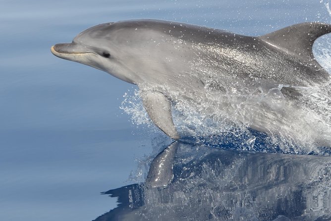 Alghero - Dolphin Watching and Guided Snorkeling (summer tour) - What makes this Alghero boat trip worth considering