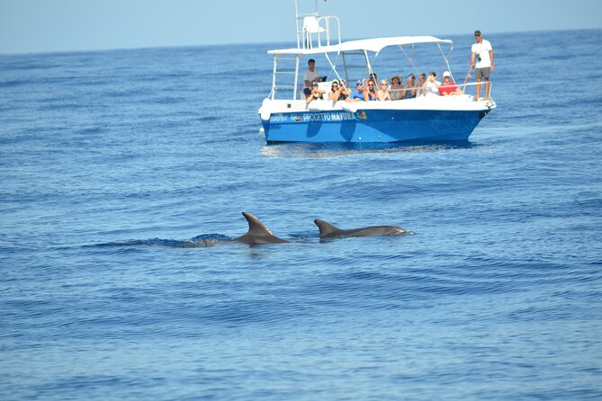 Alghero - Dolphin Watching and Guided Snorkeling (summer tour) - Starting from Alghero’s Lungomare Barcelona