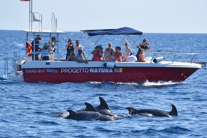 Alghero - Dolphin Watching and Guided Snorkeling (summer tour) - What you see along the Capo Caccia coast