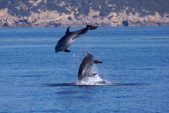 Alghero - Dolphin Watching and Guided Snorkeling (summer tour) - Price, group size, and overall value