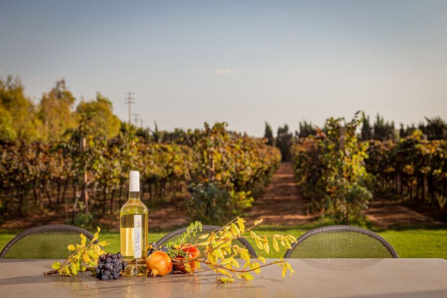 Alghero: Wine and Olive Oil Tasting at a Local Farm - The olive oil finale with bread