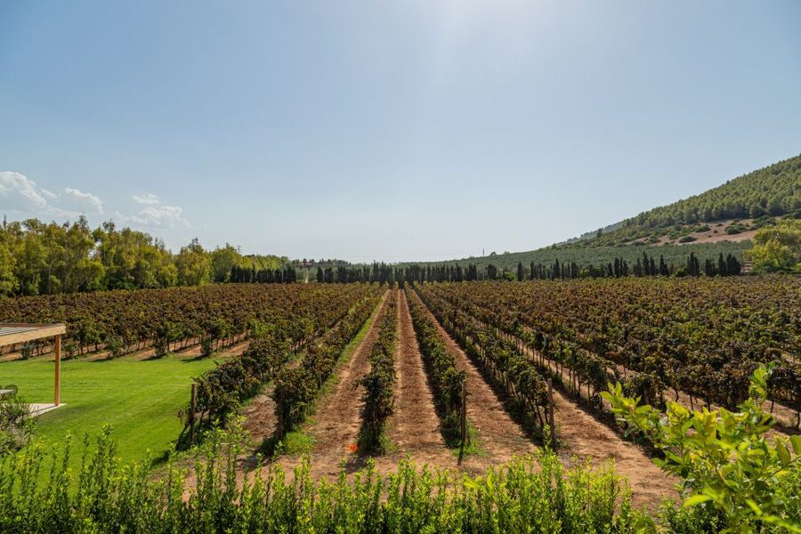 Alghero: Wine and Olive Oil Tasting at a Local Farm - Walking among the vines and olive trees