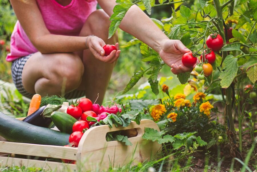 Amalfi: Cooking Class and Farmhouse Visit With Meal - Should You Book the Amalfi Cooking Class?