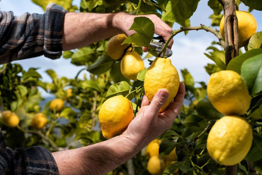 Amalfi: Cooking Class and Farmhouse Visit With Meal - Starting at Amalfi Heaven Gardens