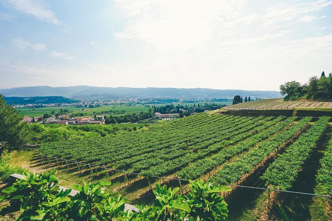 Amarone Wine-tasting Tour from Verona with Private Transportation - Comparing the second winery