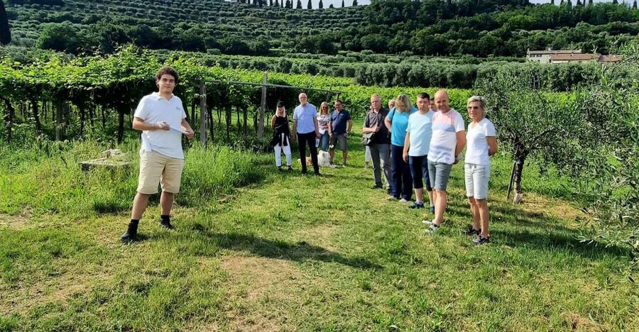 Bardolino: Vineyard Tour with Wine, Olive Oil & Food Tasting - What the Bardolino DOC Label Means for Your Glass