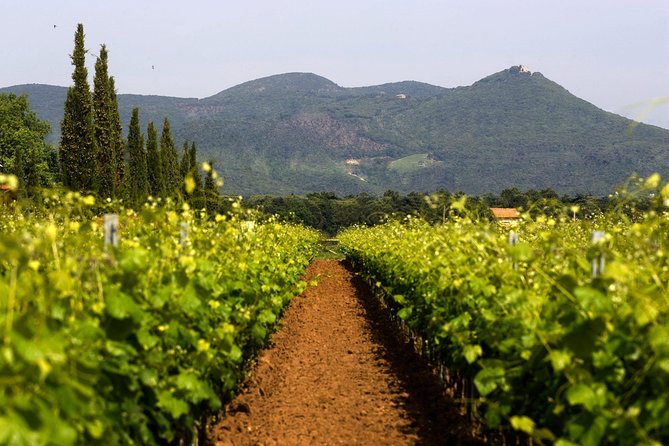 Bolgheri: Classic Wine Tasting with Winery Tour - A short introduction to Bolgheri wine