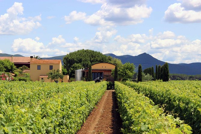 Bolgheri: Classic Wine Tasting with Winery Tour - Inside the winery and cellar