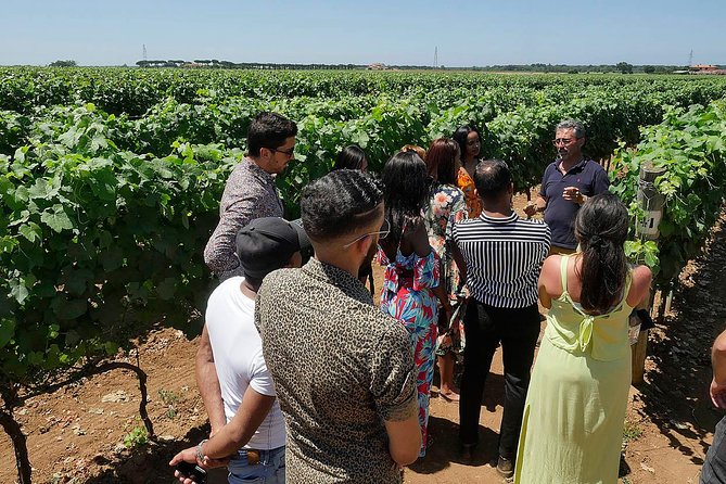 Bolgheri: Classic Wine Tasting with Winery Tour - The three wines and what you will taste