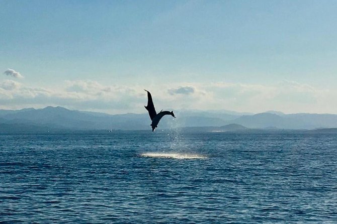 Dolphin Watching Tour - from Golfo Aranci - Why this dolphin trip works so well