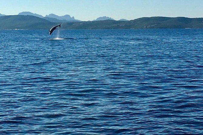 Dolphin Watching Tour - from Golfo Aranci - The small inflatable boat: useful and limiting