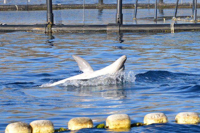 Dolphin Watching Tour - from Golfo Aranci - Who will enjoy this most?