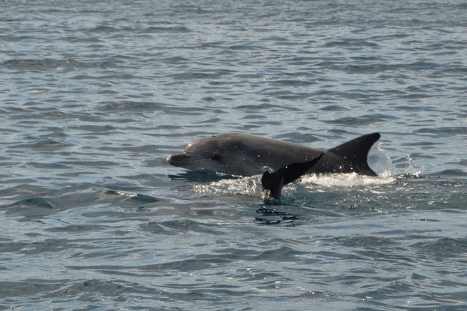 Dolphin Watching Tour - from Golfo Aranci - The dolphin waters near Capo Figari