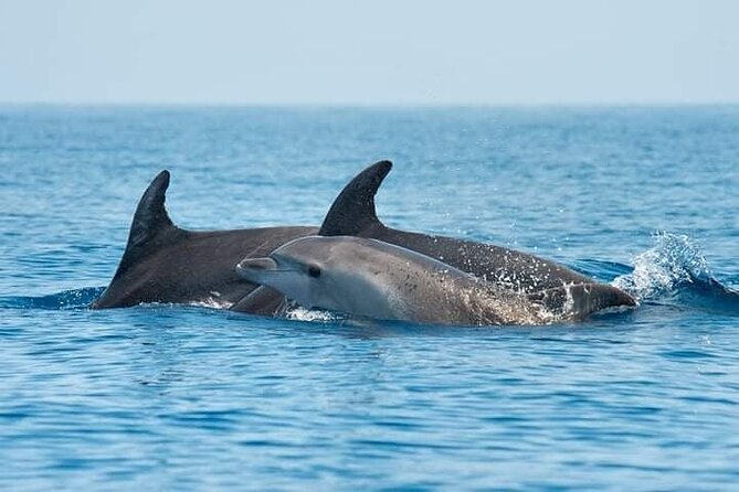 Dolphin Watching Tour with Snorkeling from Olbia - Quick facts about the Olbia dolphin tour