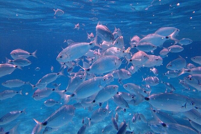 Dolphin Watching Tour with Snorkeling from Olbia - Setting out from Marina di Olbia