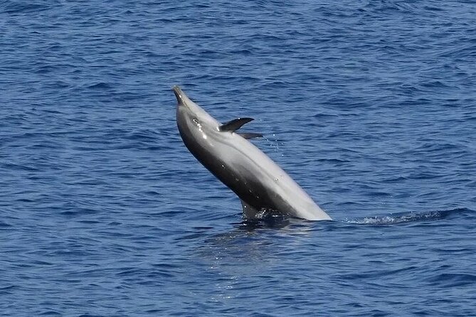Dolphin Watching Tour with Snorkeling from Olbia - Cala Moresca is the dolphin-searching and snorkeling stop