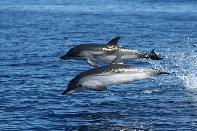 Dolphin Watching Tour with Snorkeling from Olbia - What the guides add to the experience