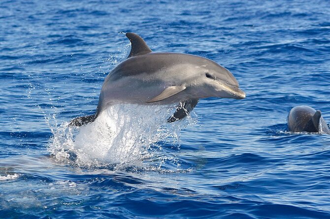 Dolphin Watching Tour with Snorkeling from Olbia - The $72.59 price and what it covers