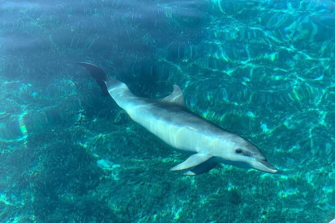 Dolphin Watching Tour with Snorkeling from Olbia - Weather, wildlife, and the honest drawbacks