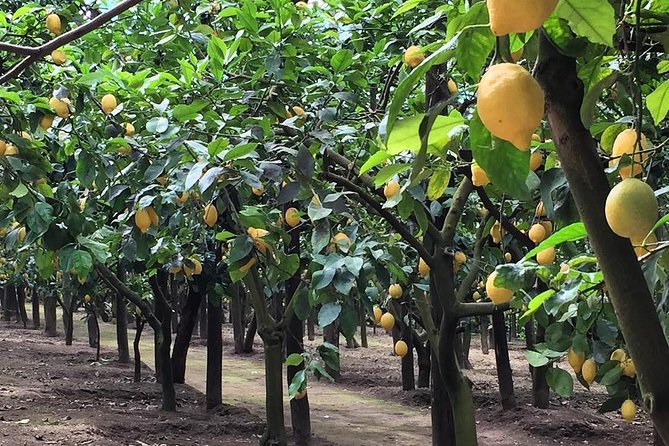 E-Bike Food and Wine Tour in the Sorrento Peninsula - Practical advice before you book
