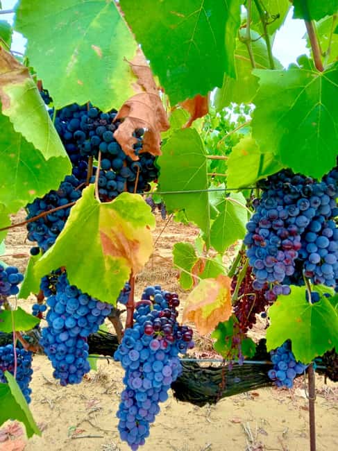 Florence: Countryside Tour with Wine Tasting & Pasta Class - Weather, comfort, and what to pack