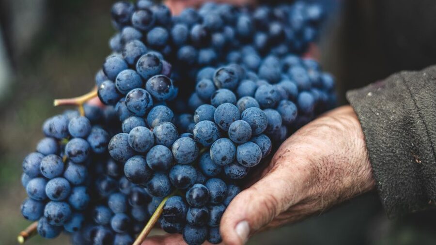 From Florence: Chianti Hills Half-Day Tour with Wine Tasting - Different Wineries, Different Lessons