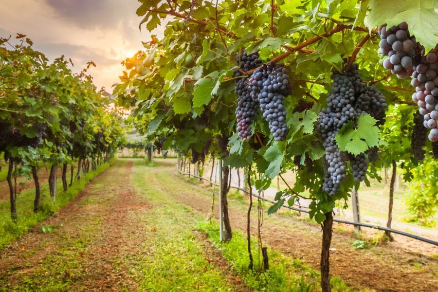 From Florence: Chianti Wine Tour with Tasting - The Guides Make a Big Difference