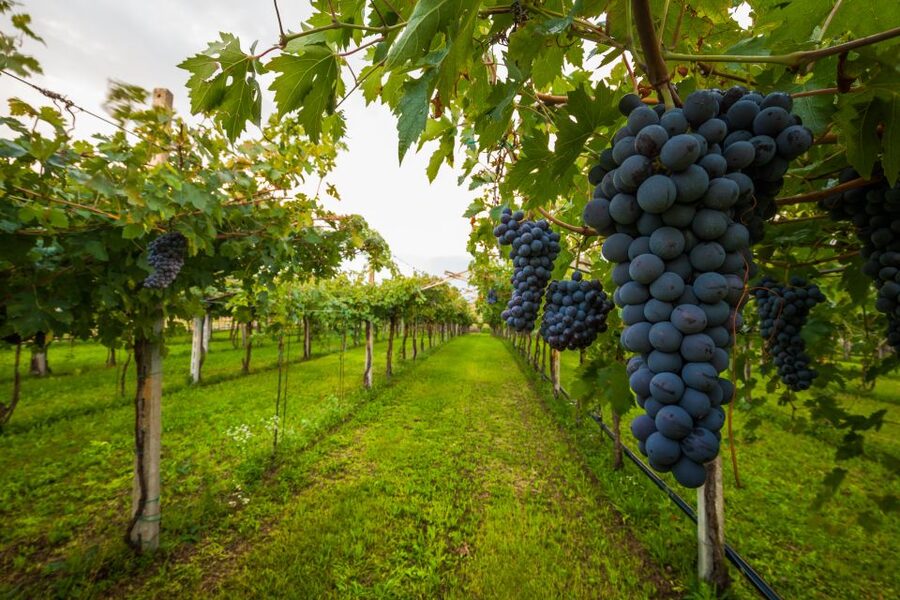From Florence: Chianti Wine Tour with Tasting - Finding the Coach Near Santa Maria Novella