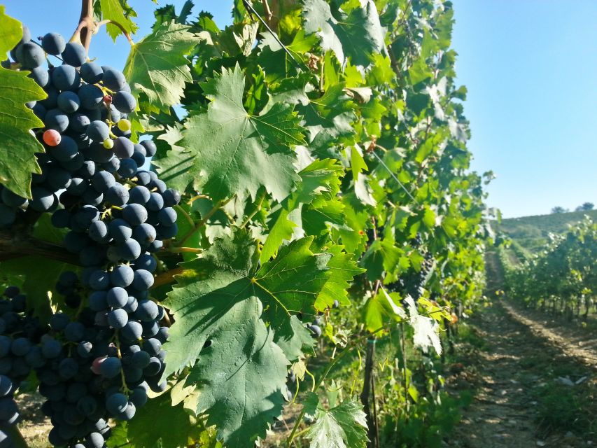 From Florence: Chianti Wine Tour with Tastings - Second stop: vineyards, cellars, and a fuller tasting