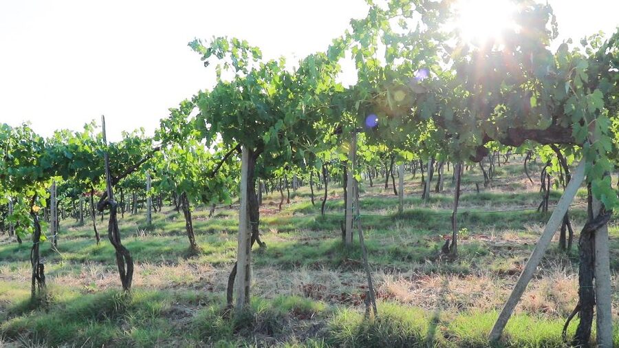 From Florence: Chianti Wine Tour with Tastings - Is five hours enough?