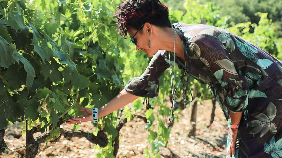 From Florence: Chianti Wine Tour with Tastings - First stop: a small organic winery near Florence