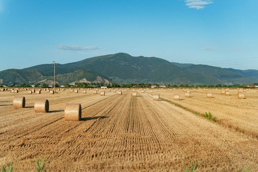 From Florence: Siena, San Gimignano, Pisa & Lunch at Winery - Chianti winery lunch: the best value in the day