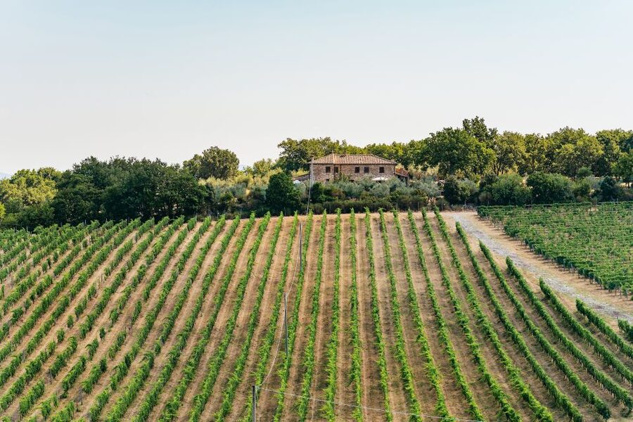 From Florence: Small Group Wine Tasting Tour to Tuscany - What you actually taste in Tuscany