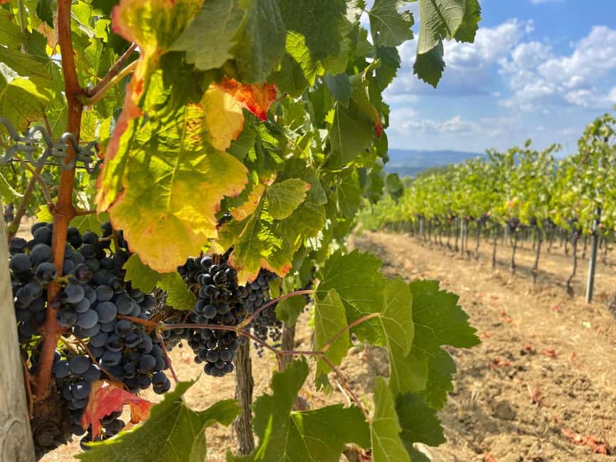 From Florence: Tuscany & San Gimignano Tour with 2 Tastings - The first winery: polished tastings and serious pours