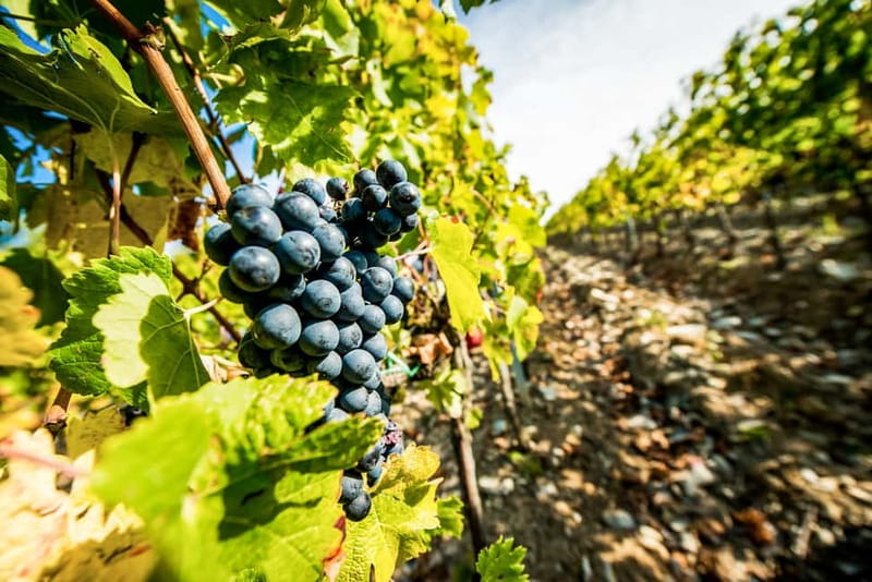 From Florence: Tuscany Wine & Food Tour with Guide - The hilltop estate and the main Tuscan lunch