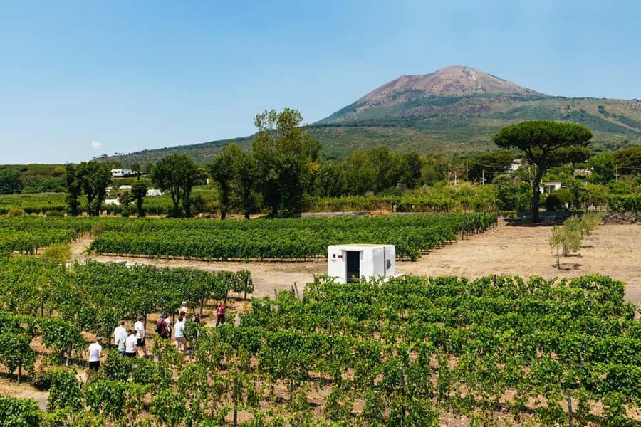 From Naples: Wine Tasting Tour on Vesuvius Slopes with Lunch - Wine Tasting Paired With a Three-Course Lunch