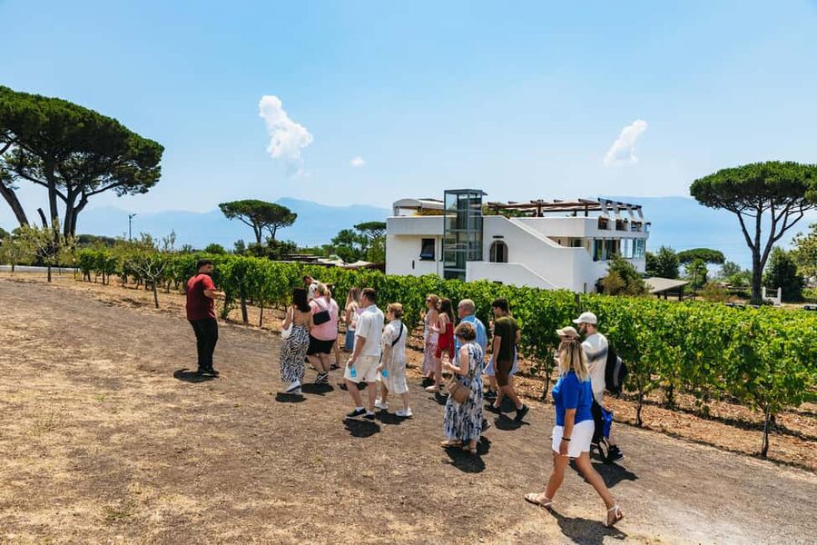 From Naples: Wine Tasting Tour on Vesuvius Slopes with Lunch - A Friendly Small-Group Format