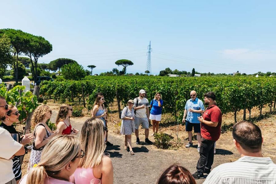 From Naples: Wine Tasting Tour on Vesuvius Slopes with Lunch - Value, Timing, and What to Bring