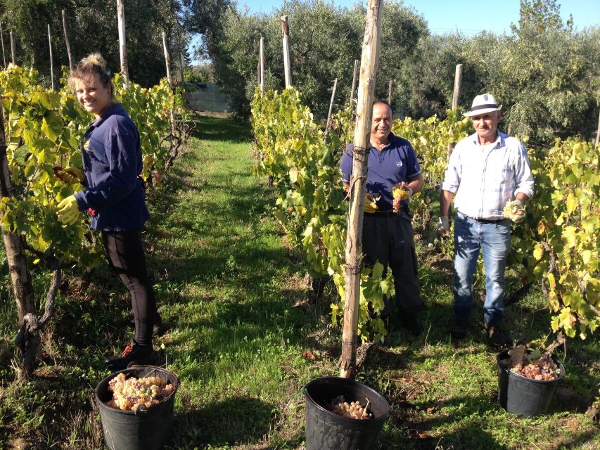 From Rome: Half-Day Frascati Wine Tour with Farmhouse Lunch - The first glass comes with a traditional snack