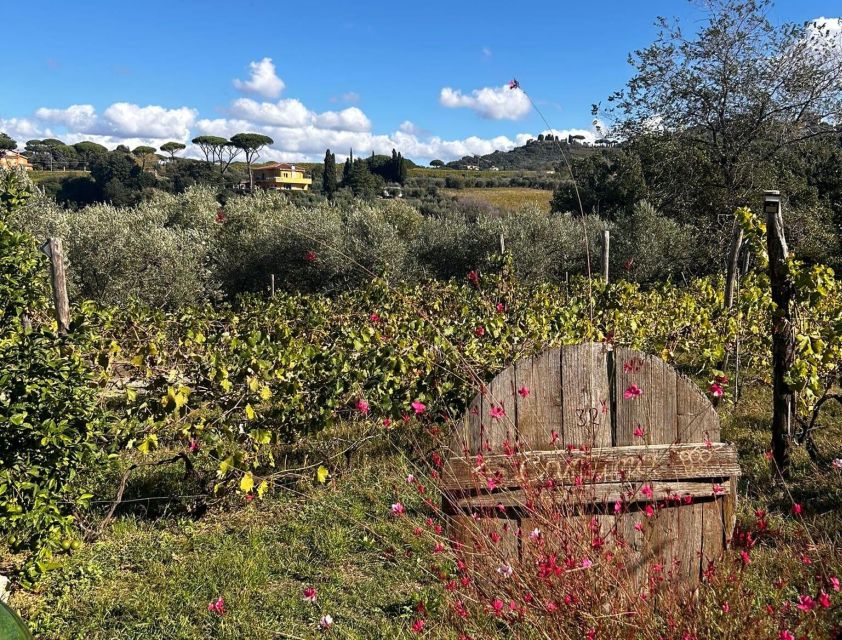 From Rome: Half-Day Frascati Wine Tour with Farmhouse Lunch - Frascati’s cathedral, taverns, and Roman wine story