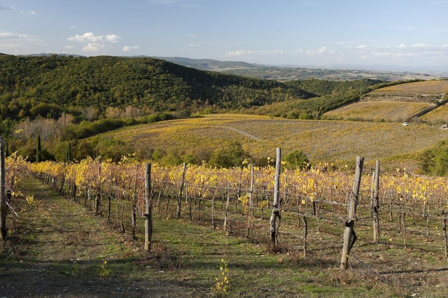 From Siena: Brunello di Montalcino Guided Wine Tour W/ Lunch - The final winery reveals the range of small estates