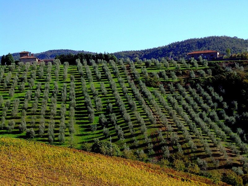 From Siena: Chianti and Castles Tour with Wine Tastings - Monteriggioni, a castle town rather than a castle tour