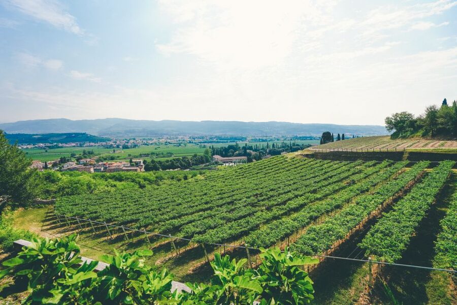 From Verona: Valpolicella and Amarone Wine Tasting Tour - Is $112.15 a good value?
