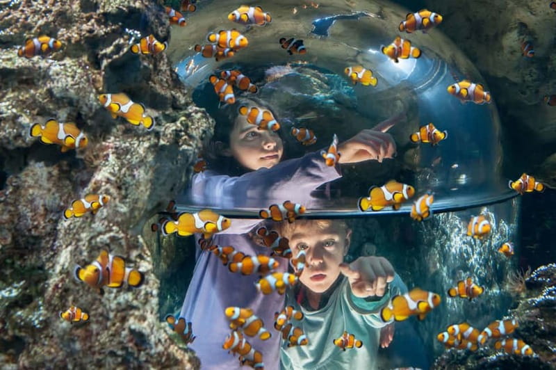 Gardaland SEA LIFE Aquarium: Open Date Entry Ticket - What a visit to Gardaland SEA LIFE Aquarium feels like
