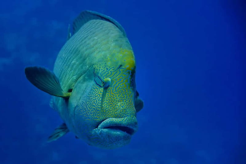 Gardaland SEA LIFE Aquarium: Open Date Entry Ticket - Queues, arrival times, and getting there