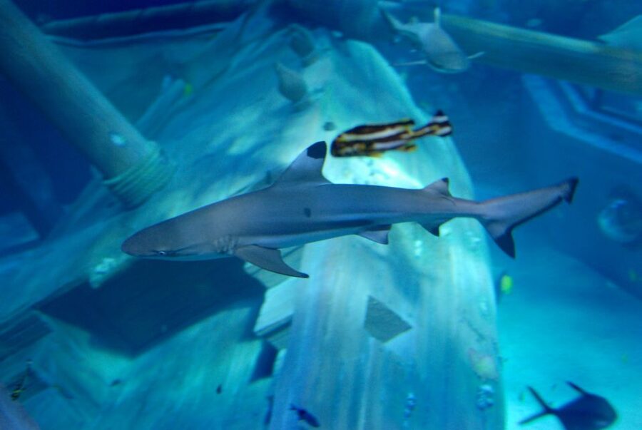 Gardaland SEA LIFE Aquarium: Open Date Entry Ticket - Strollers, baby carriers, and wheelchair access