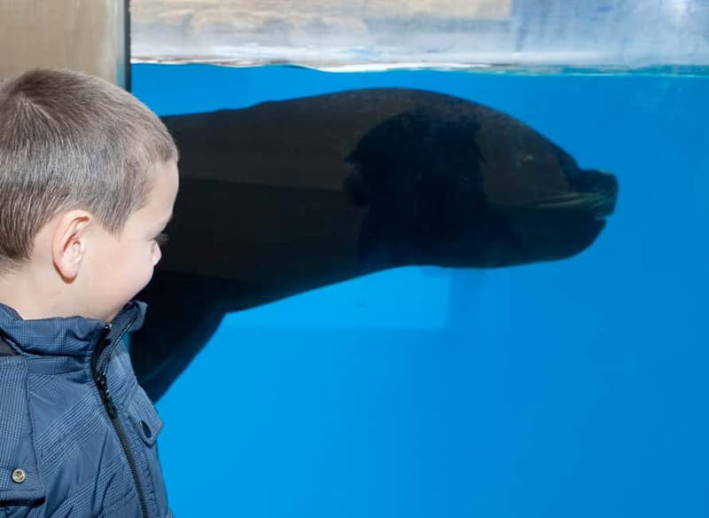 Gardaland SEA LIFE Aquarium: Open Date Entry Ticket - The 40 themed tanks and the underwater route