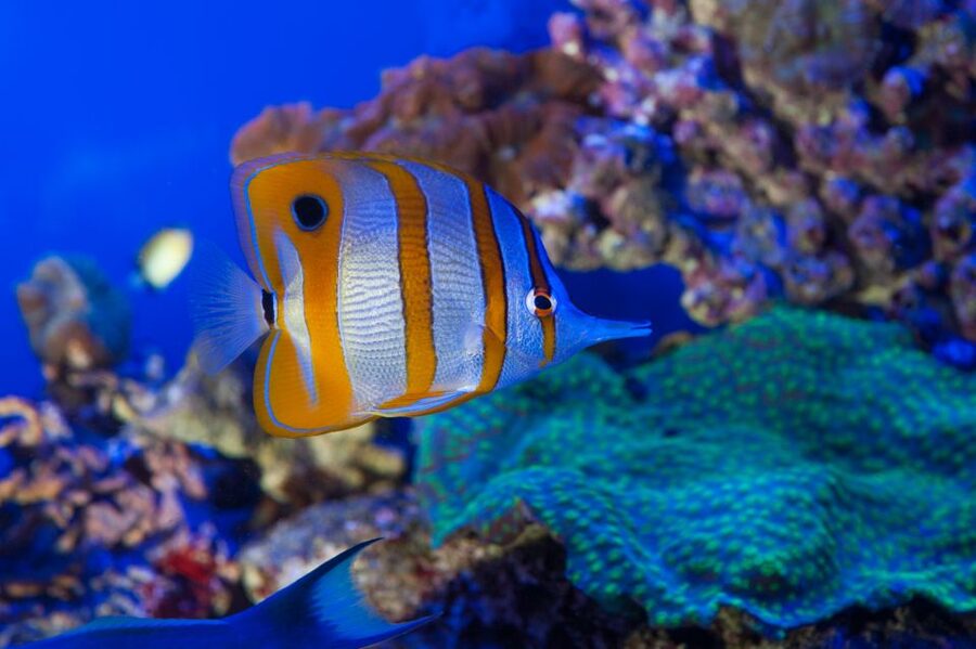 Genoa: Aquarium & Christopher Columbus' House Entry Tickets - Is $36 good value for Genoa?