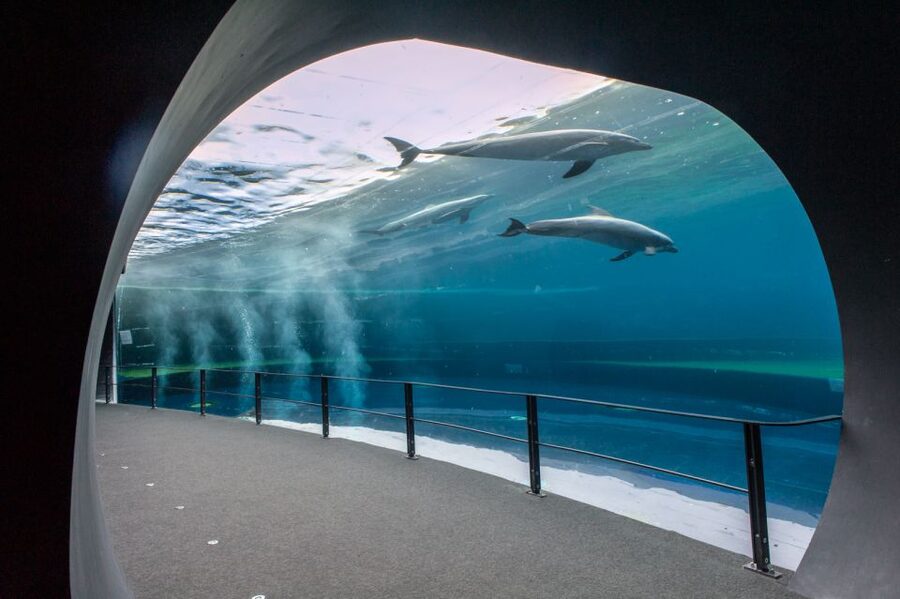 Genoa: Aquarium & Christopher Columbus' House Entry Tickets - What 70 exhibits mean for your day